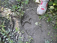 A six hours old Tiger footprint.